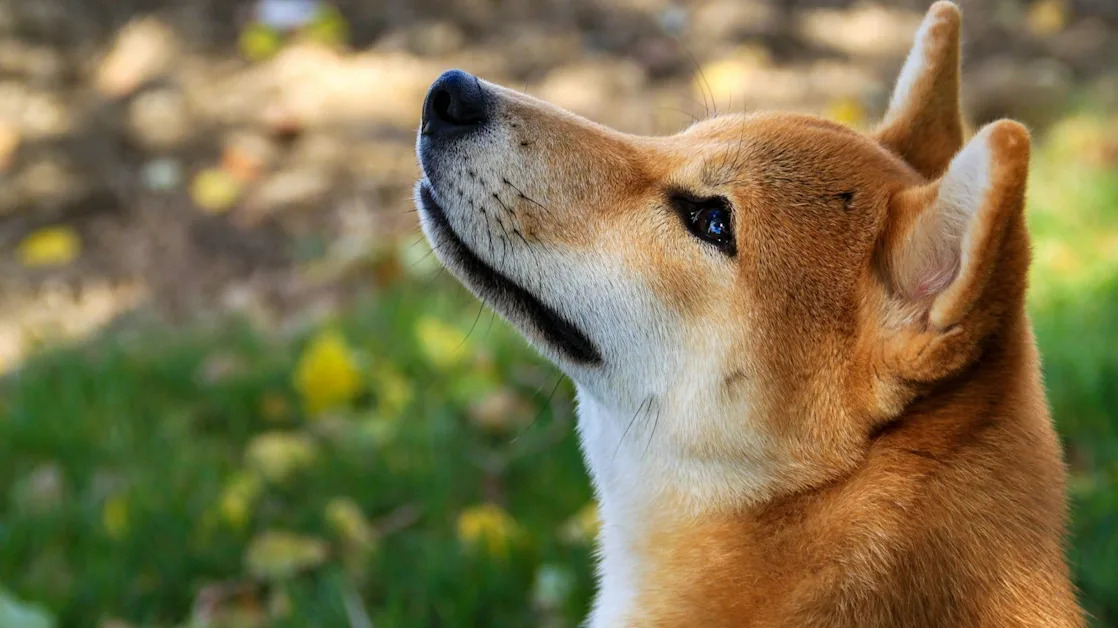Dogecoin Foundation Purchases 10M Tokens as Part of New DOGE Reserve