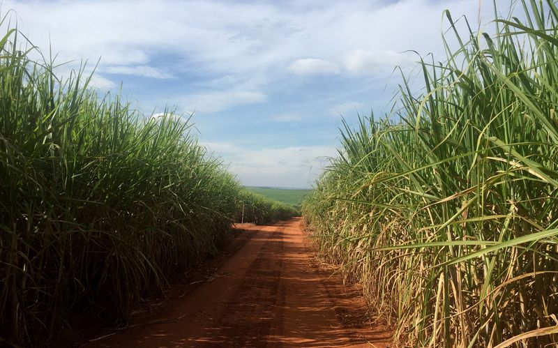Brazil center-south sugar crushing down around 18% in first half of March -Unica