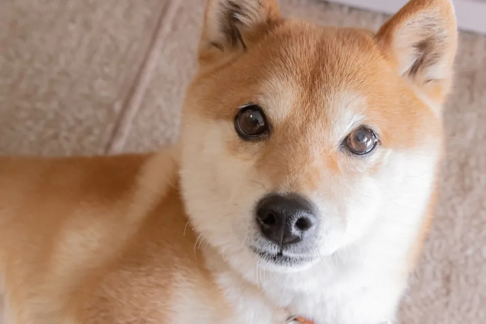 Meme Cryptocurrency Shiba Inu Is Down 85%. Should You Buy the Dip, or Run for the Hills?