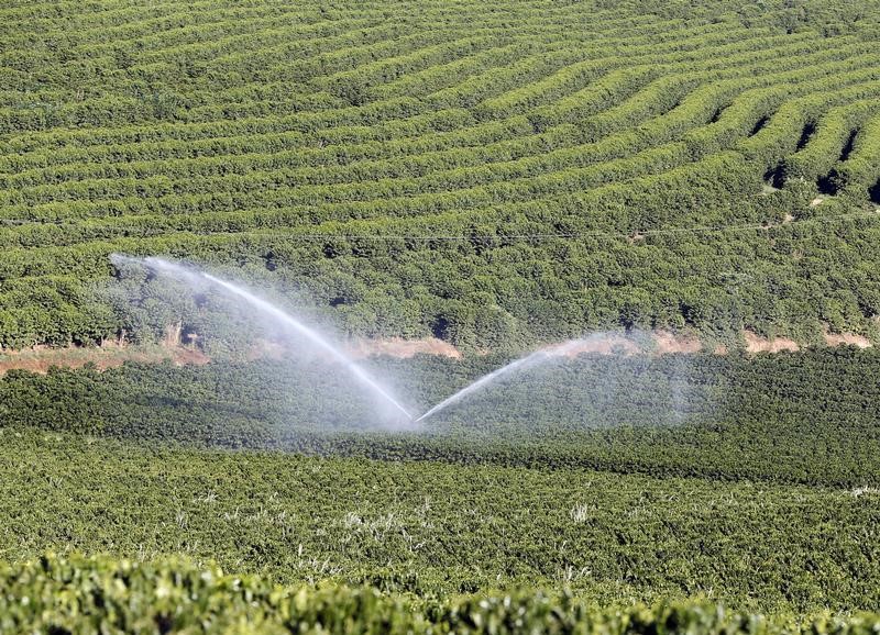 Brazil coffee prices are stabilizing, says Nestle’s Brazil CEO