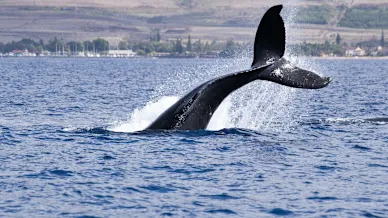 Cardano’s Bearish Retail Crowd Hands Whales a Buying Opportunity